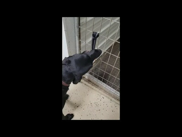 Open Command Training Ball - Image 5